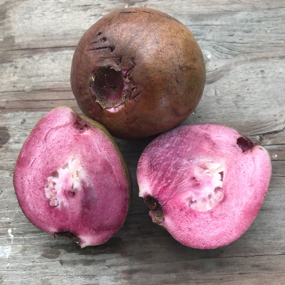 Purple Guava