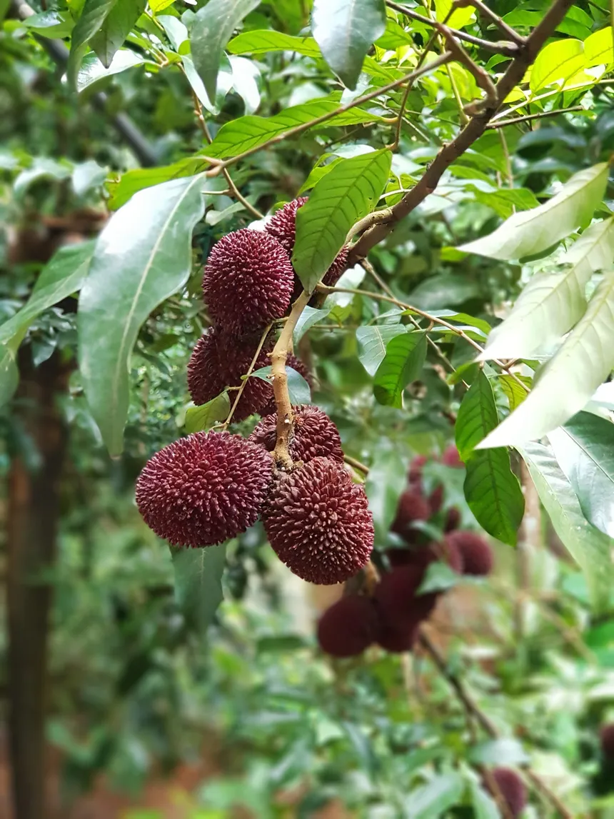 Pulasan