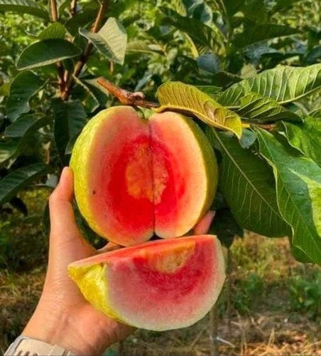 Japan Guava