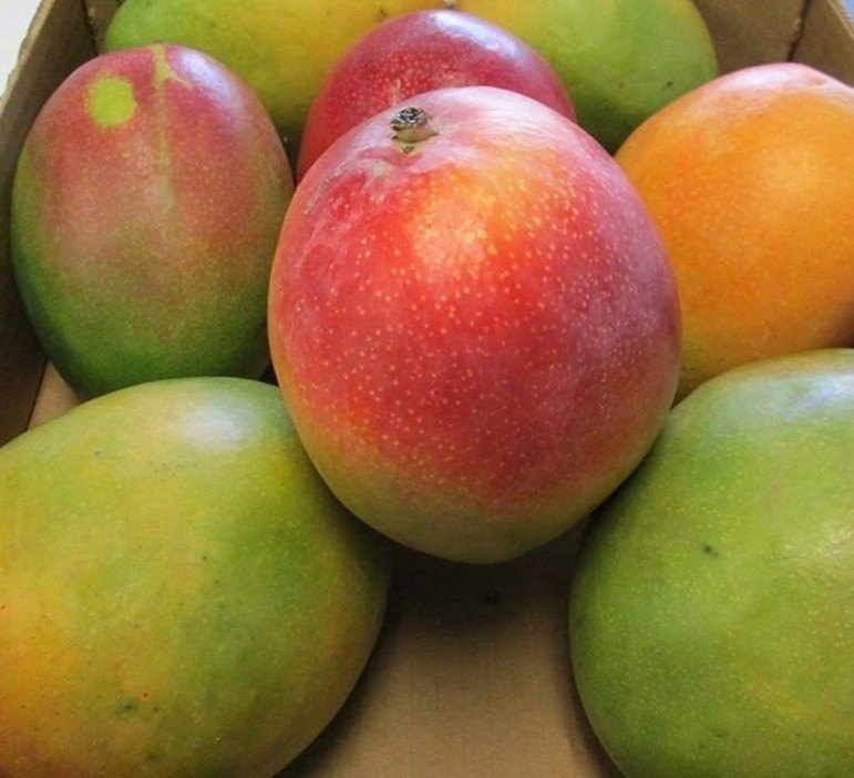Kotturkonam Mango