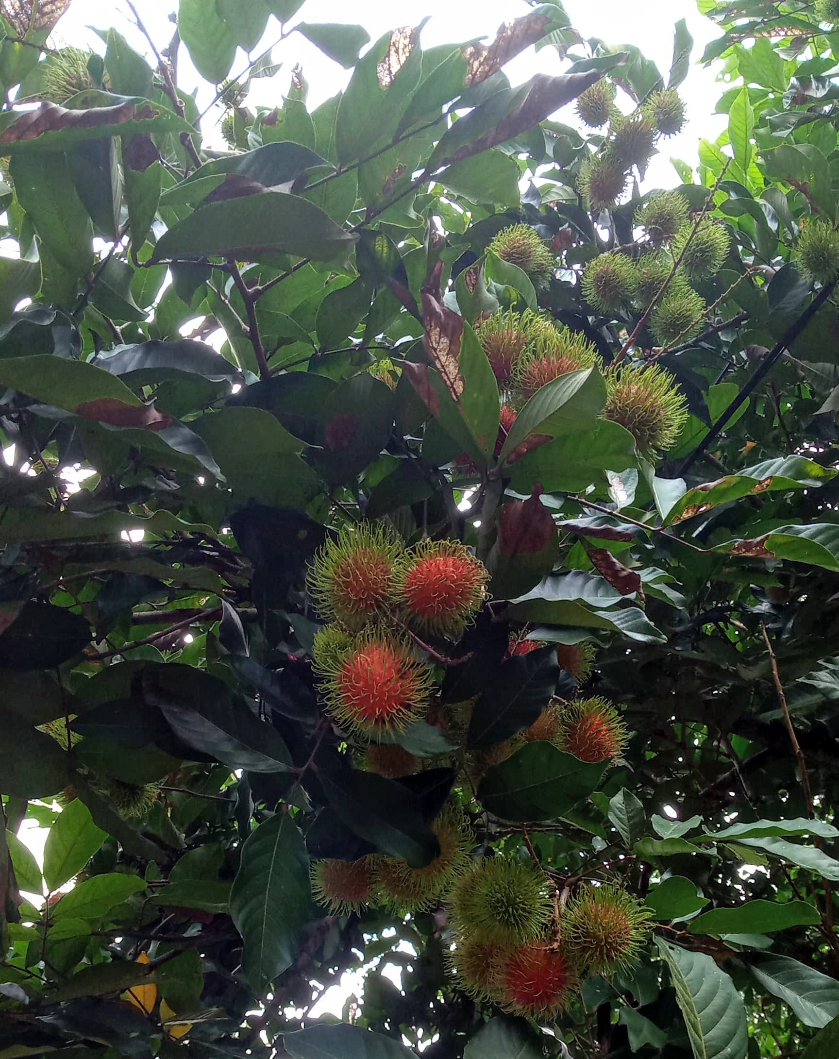 Rambutan