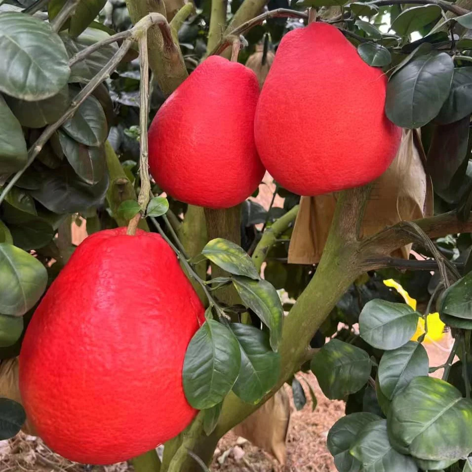 Red Pomelo