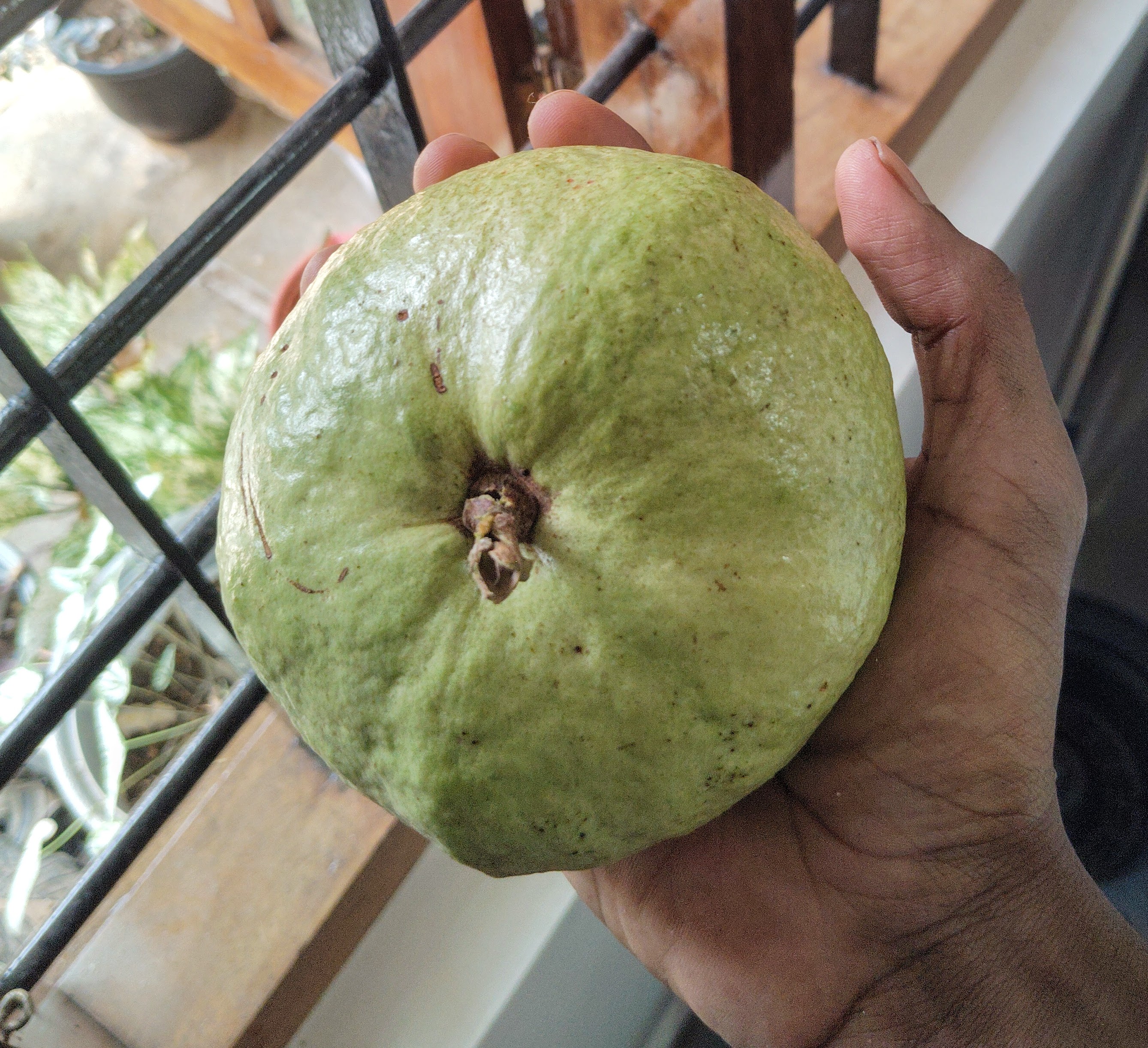 Thailand Pink Guava
