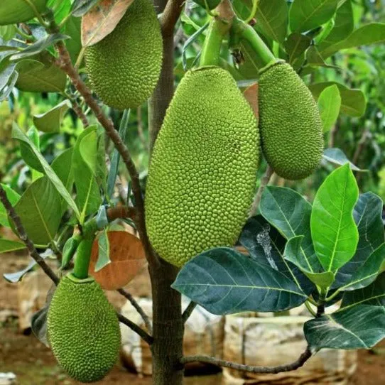 Vietnam Early Jack fruit